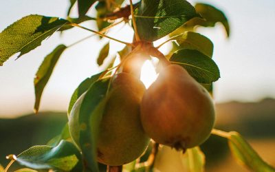 Attention Falls Where Love Inclines